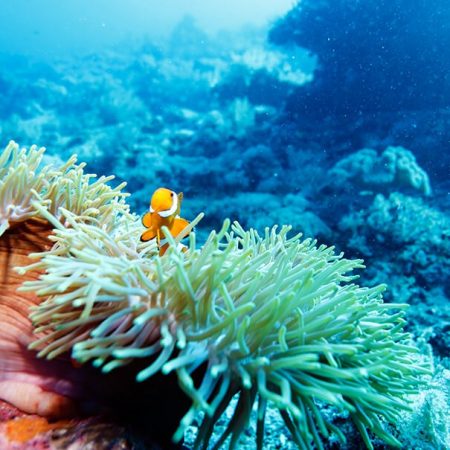 Underwater Landscape with Anemone Fish near Tropical Coral Reef, Bali, Indonesia