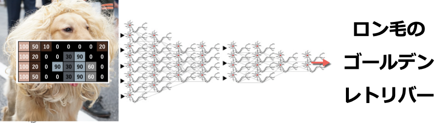 図：画像を読み込ませるとロン毛のゴールデンレトリバーではないかと予測するディープラーニング